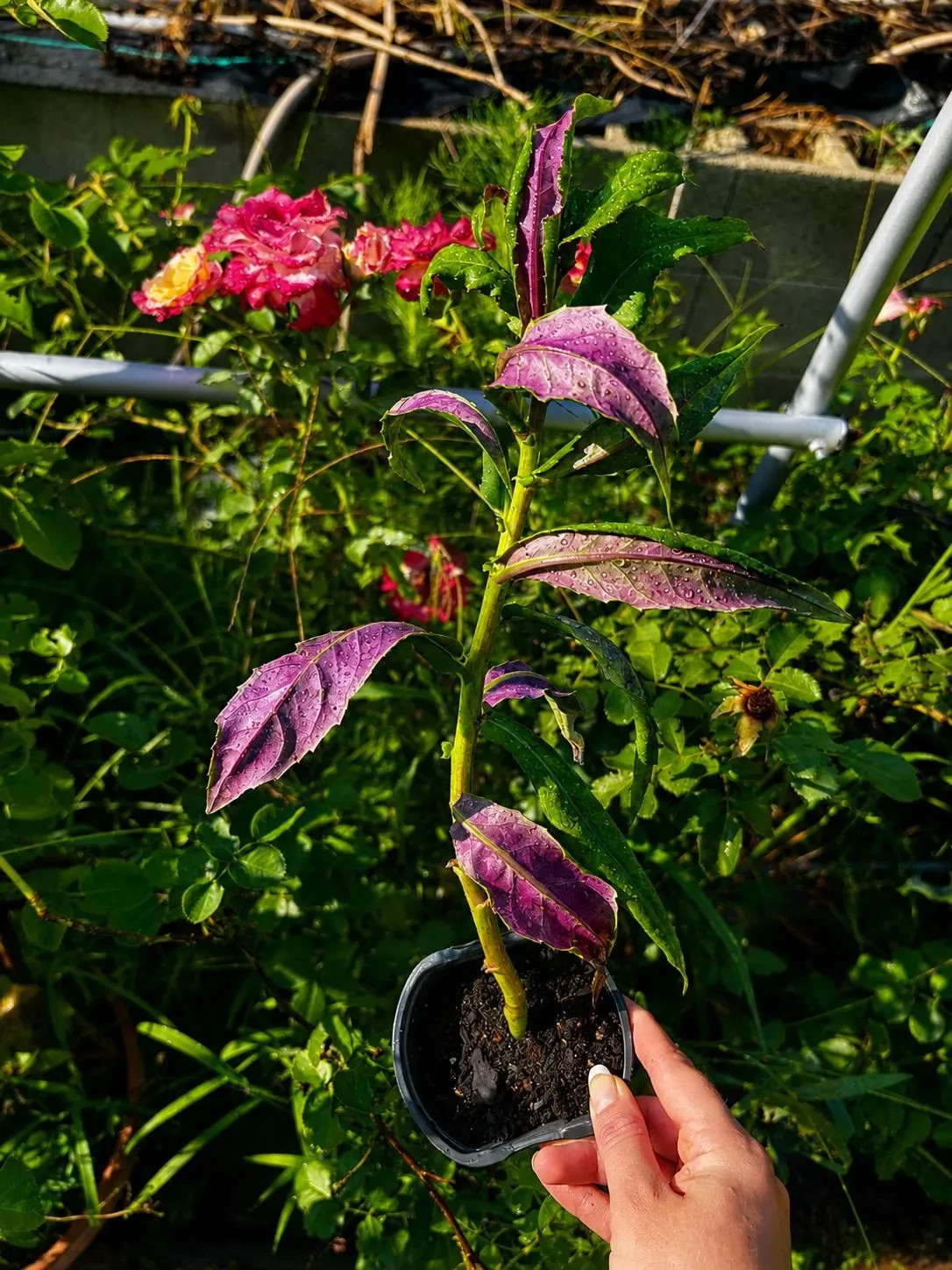 11* Inch Established Rooted Okinawa Spinach Live Plant Shipped in Soil