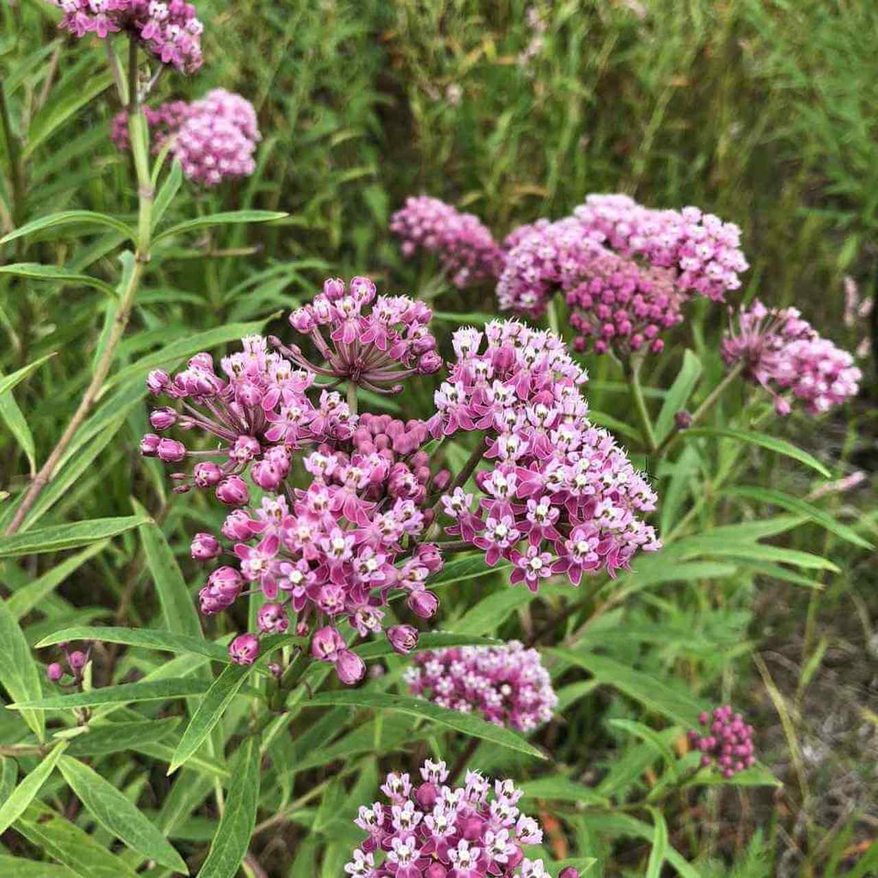 Swamp Milkweed Seeds 30+ Asclepias Incarnata PERRENIAL USA BUTTERFLIES BEES