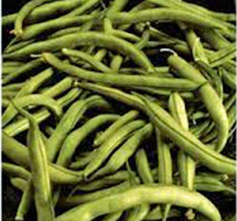 Bean Commodore Bush Bean Seeds, ,”COOL BEANS N SPROUTS” Brand. Home Gardening.