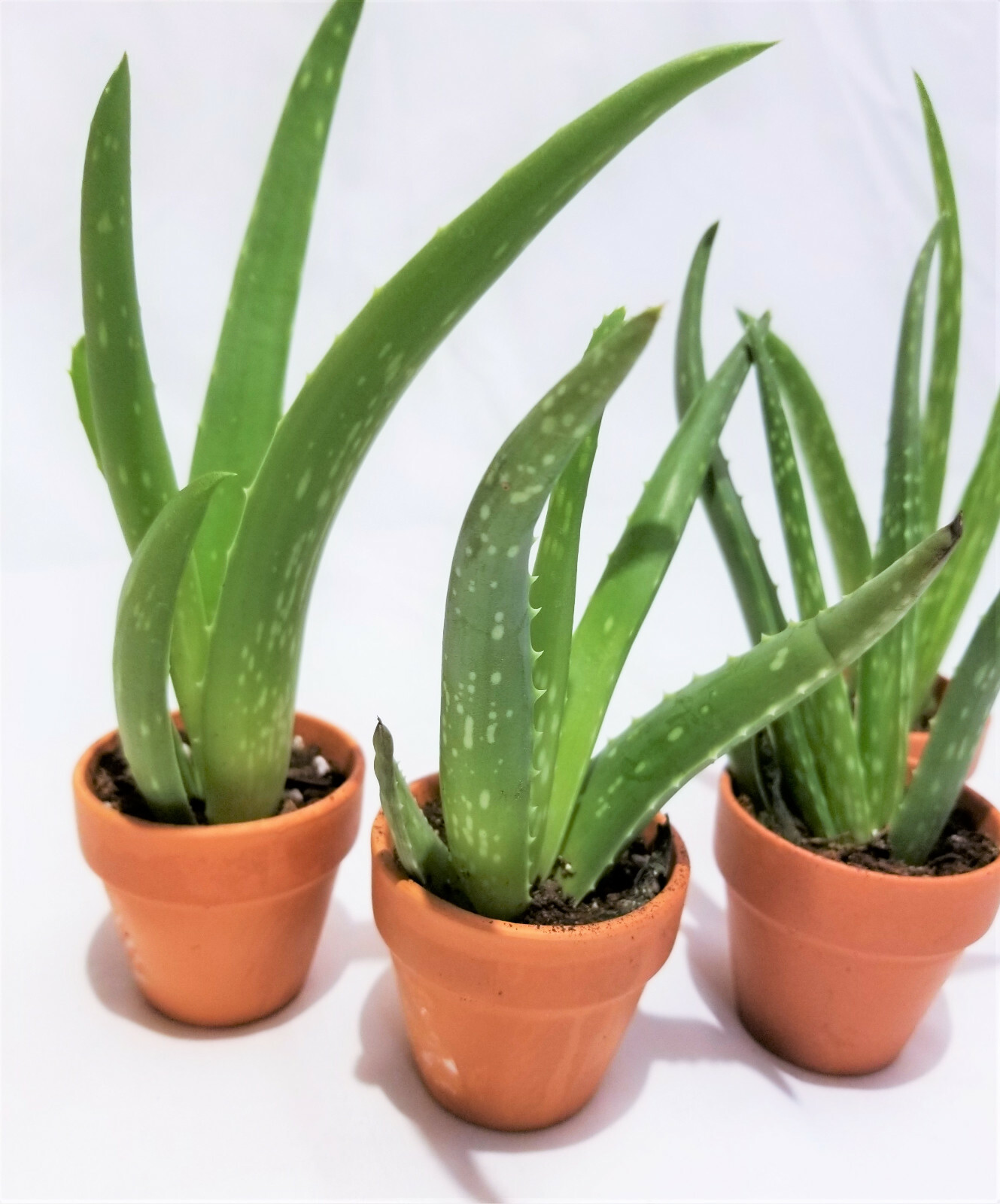 Set of 4, 4″-8″ Organic Aloe Vera Succulent Plants, Homeopathic Herbal Medicinal