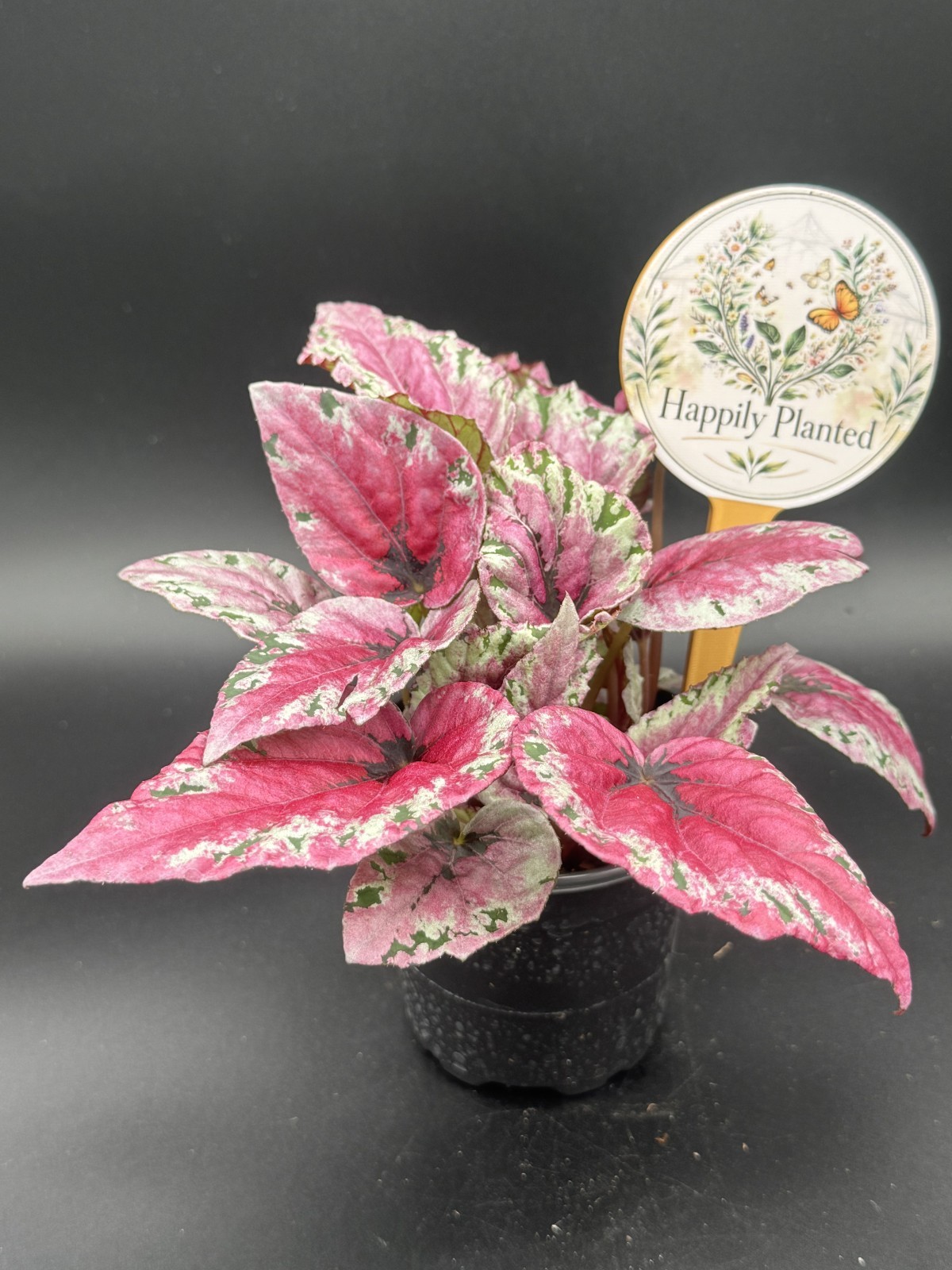 Maui Sunset Begonia – 4″ Pot Live Plant – Free Shipping