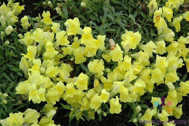 1000+ Floral Showers Yellow Snapdragon Seeds for Garden – USA – FREE SHIPPING!