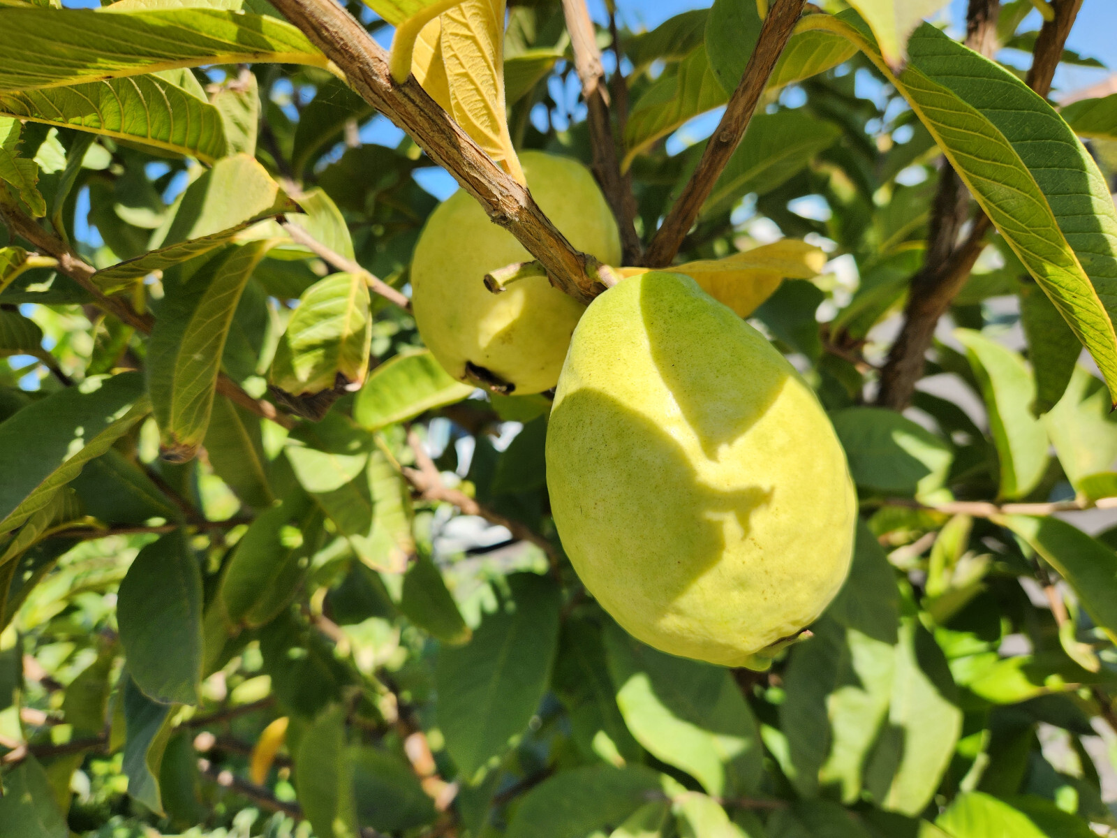 rare 5 ARABIAN White Sweet Guava fruit SEEDS Psidium guajava 5w6 *