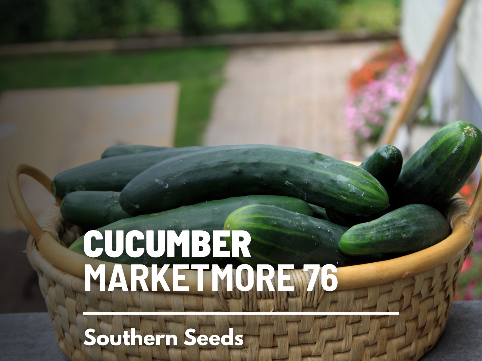 Cucumber, Marketmore 76 – 30 Seeds – Heirloom – GMO Free