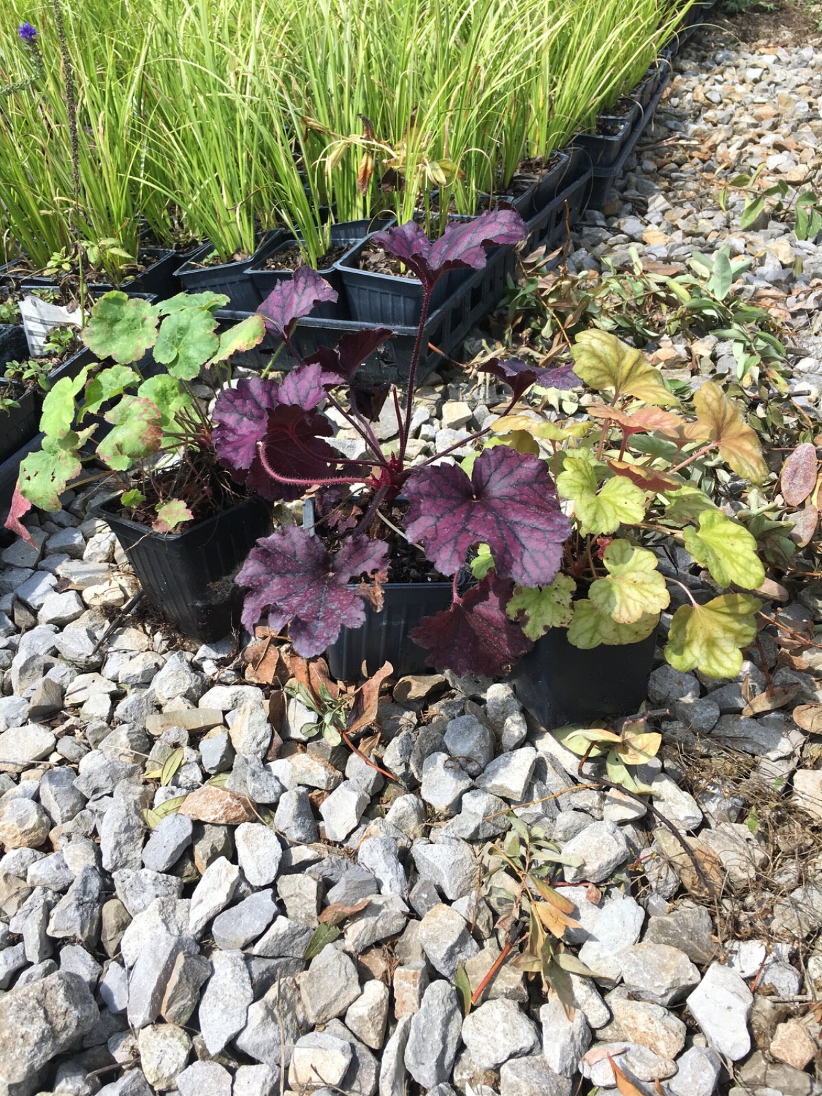 3 Mixed Heuchera, 3 pots, one plant per 3.5 inch pot