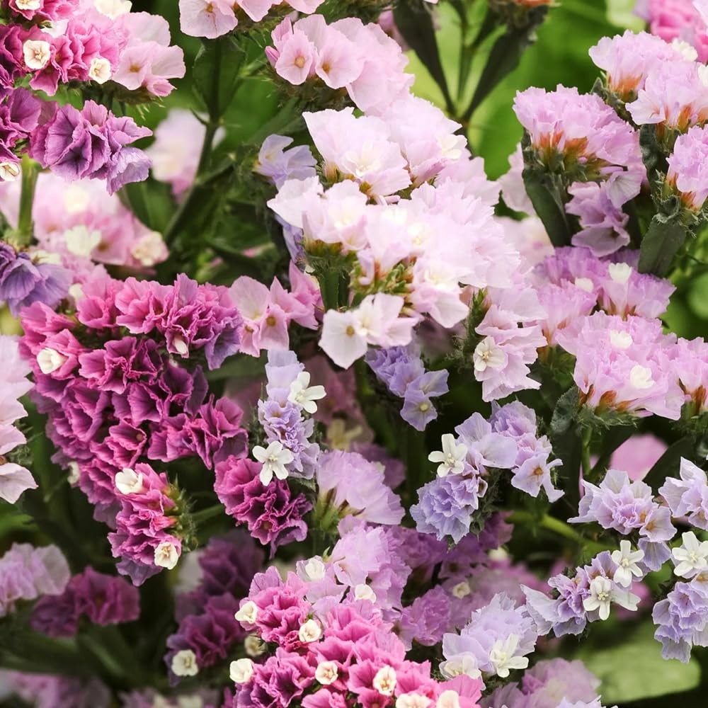 Mixrug 1000+ Mix Statice Pastel Seeds for Planting Outdoors-Annual Mixed