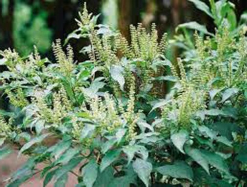 Ocimum gratissimum African Tree Basil 20 seeds