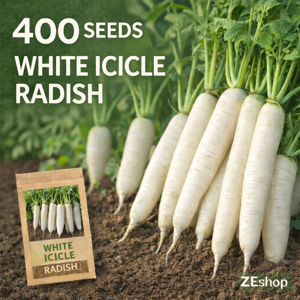 400 White Icicle Radish Seeds – Crisp Long Radish for Home Garden