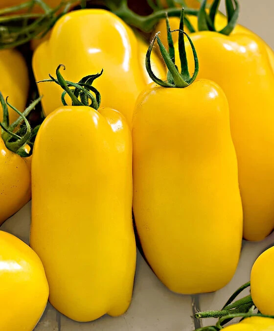 30 BANANA LEGS PASTE TOMATO SEEDS ~ heirloomseedguy ~ 2026 ~ NON-GMO