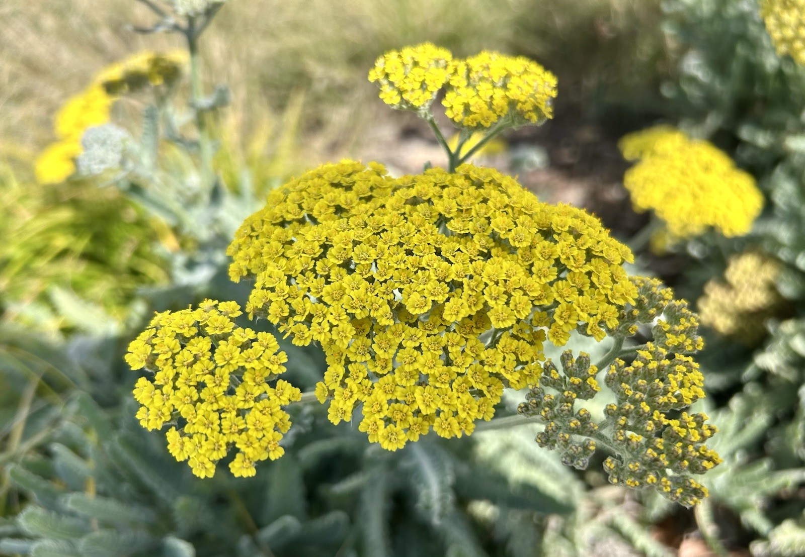 Moonshine Yarrow, Shield-Leaf Yarrow – 200 seeds 2026 – USA