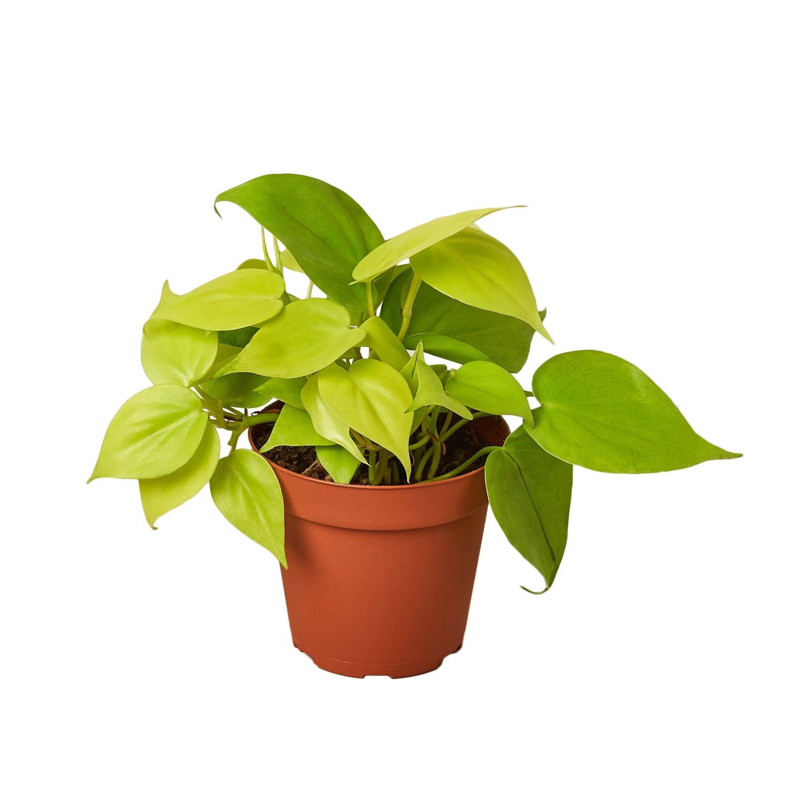 Philodendron ‘Neon’
