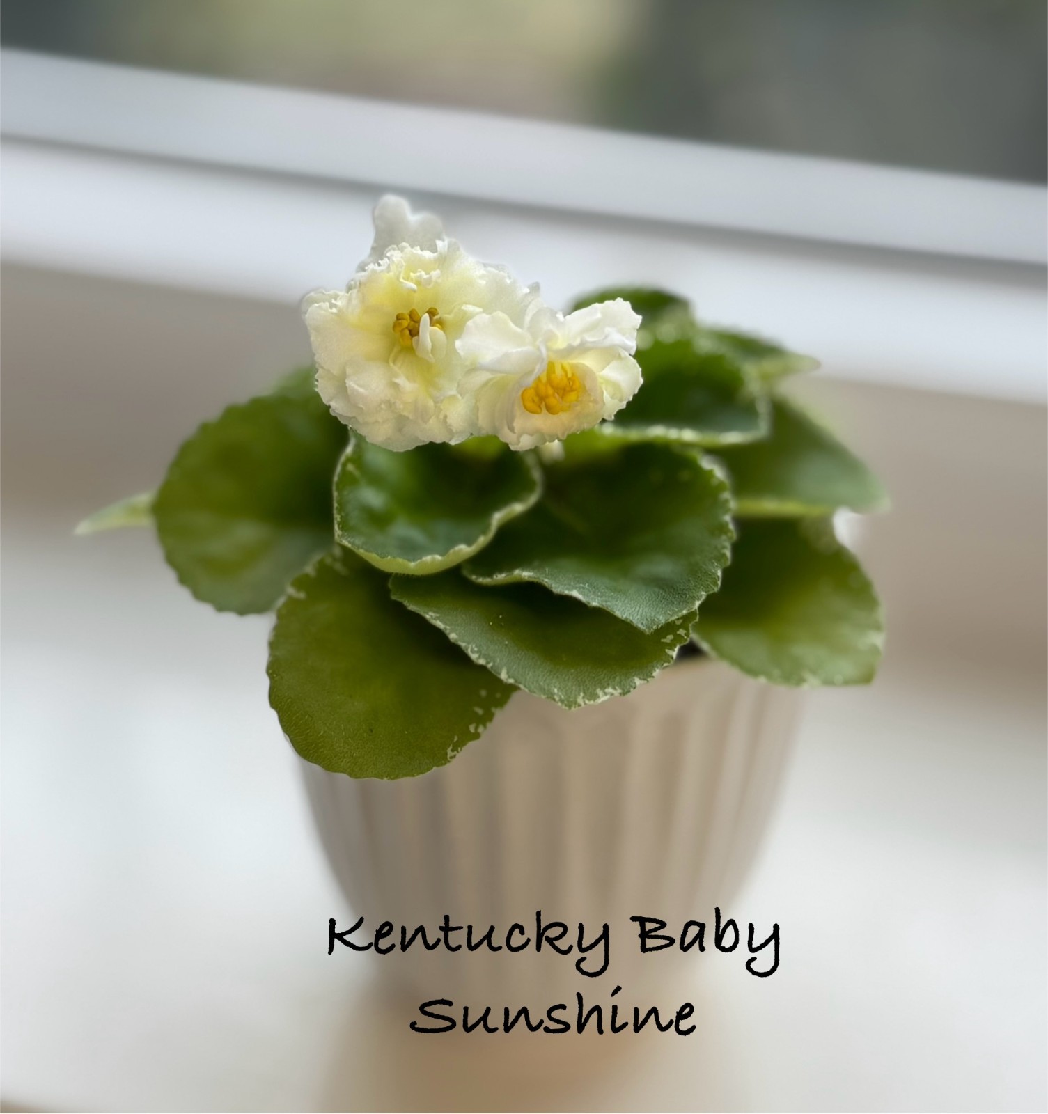 Assorted LEAVES of African Violet Mini/Semi/Standard/Trailers