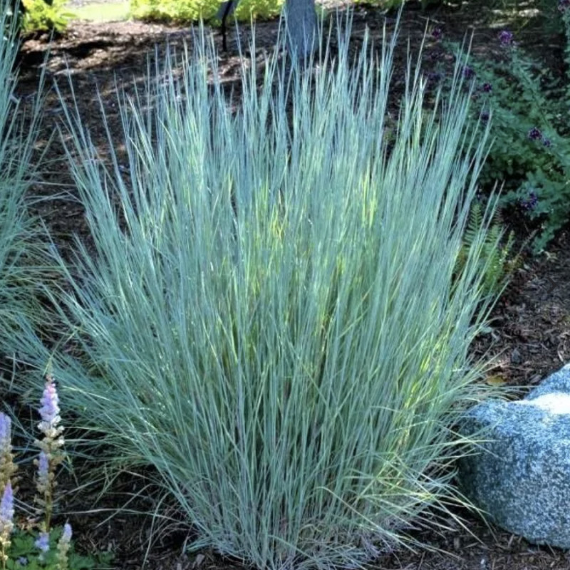 30 Little Bluestem Ornamental Grass Seeds Native, Hardy & Beautiful Year-Round