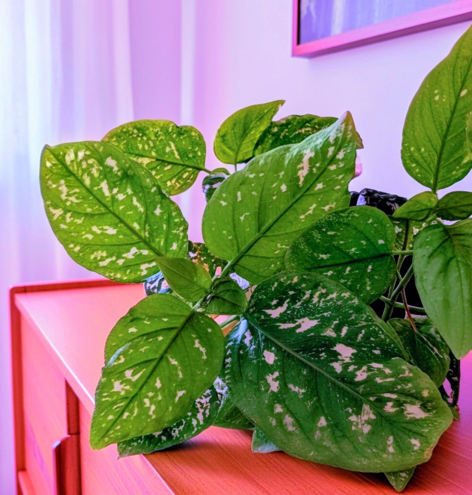 10″ Tall Pink/White Polka Dot Splash Plant Live (Hypoestes phyllostachya)