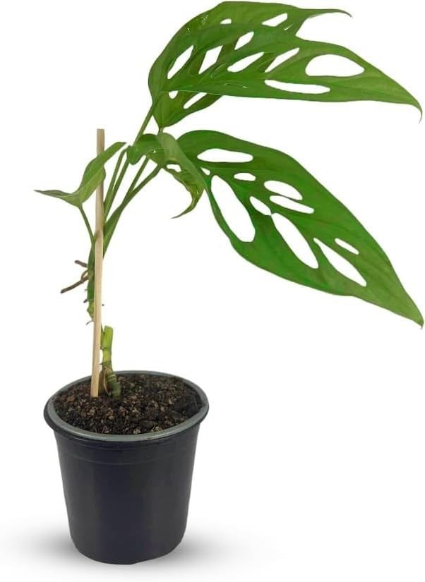 Monstera Calacali Norte by LEAL PLANTS ECUADOR – Unique Swiss Cheese Plant with