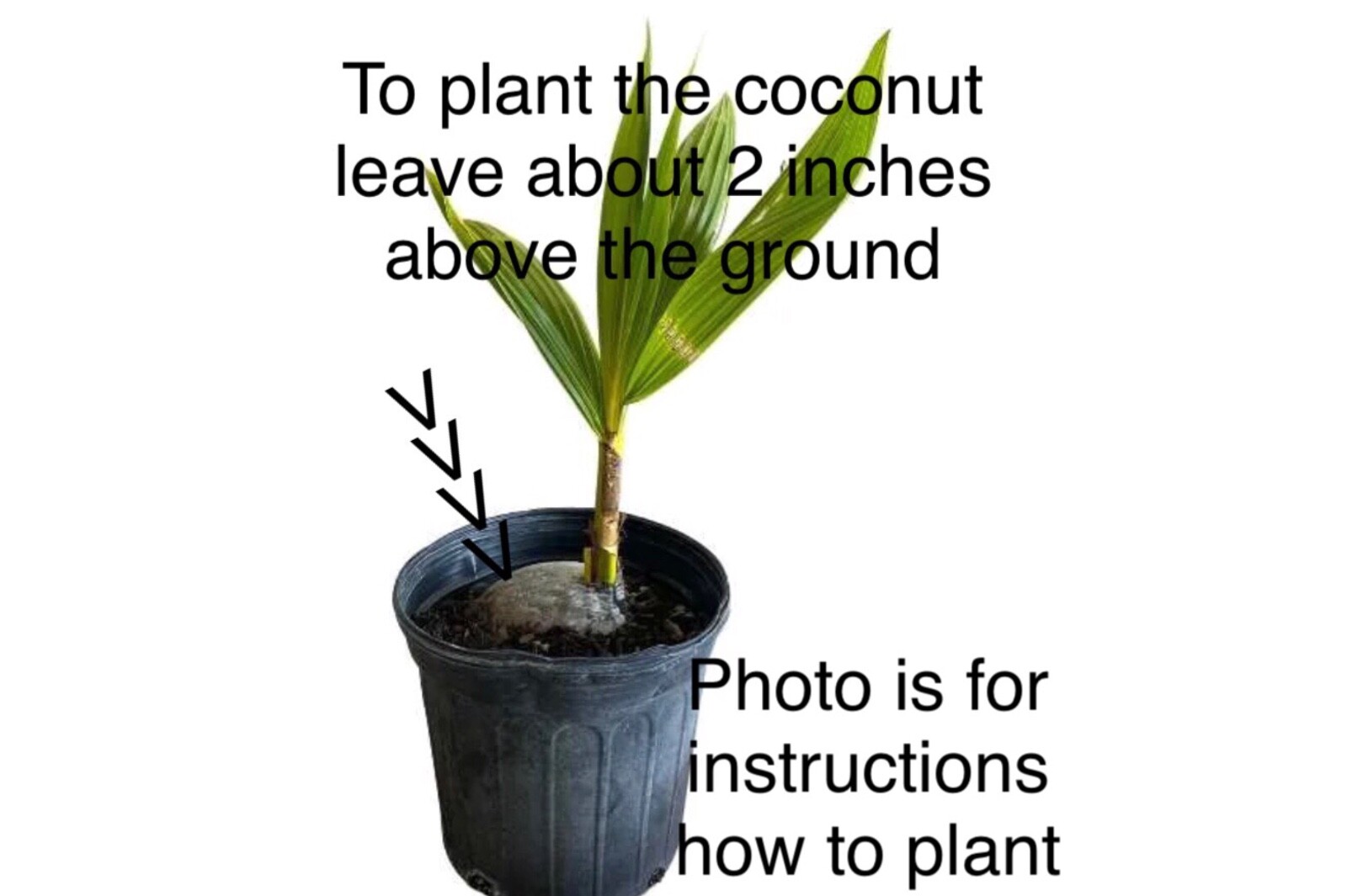 4 Dwarf Organic Coconut seed sprouted from Puerto Rico