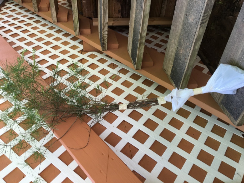 Smokey Mountain Grown(3)WHITE PINE TREES 20″- 24inch STARTER SEEDLINGS Ref#REG.