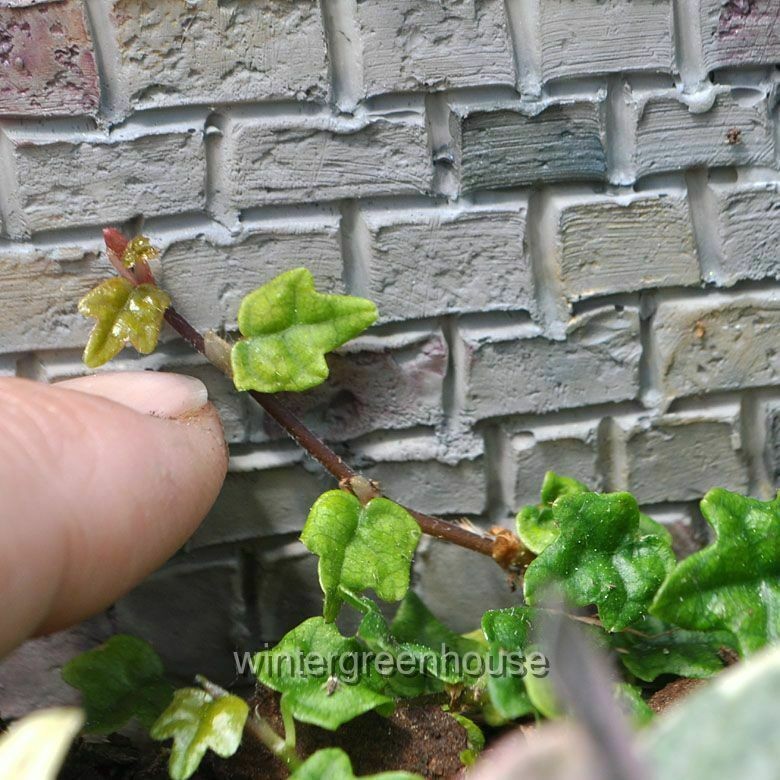 Ficus pumila, Quercifolia minima, Tiny Oak Leaf Fig