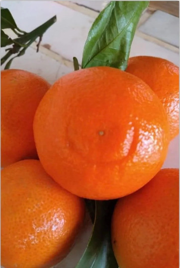 California only!! Page Mandarin Tree 24-36″ tall, Grafted plant
