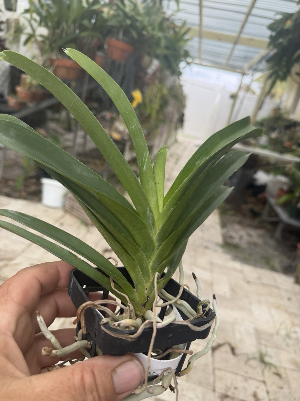 Vanda Fred’s Choice 4” Basket Orchid Plant