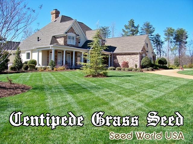 Centipede Grass Seed ” 100% Pure Raw Seeds ” 1 Lbs Bag 2000 Sq.ft. Coverage