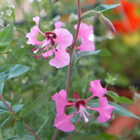 Elegant Clarkia Seeds Clarkia elegans Free Shipping!