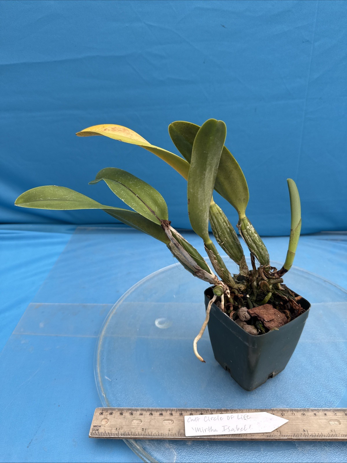 Cattleya Circle Of Life ‘Mirtha Isabel’ Red Yellow Orchid Eros Hybrid 4” Pot