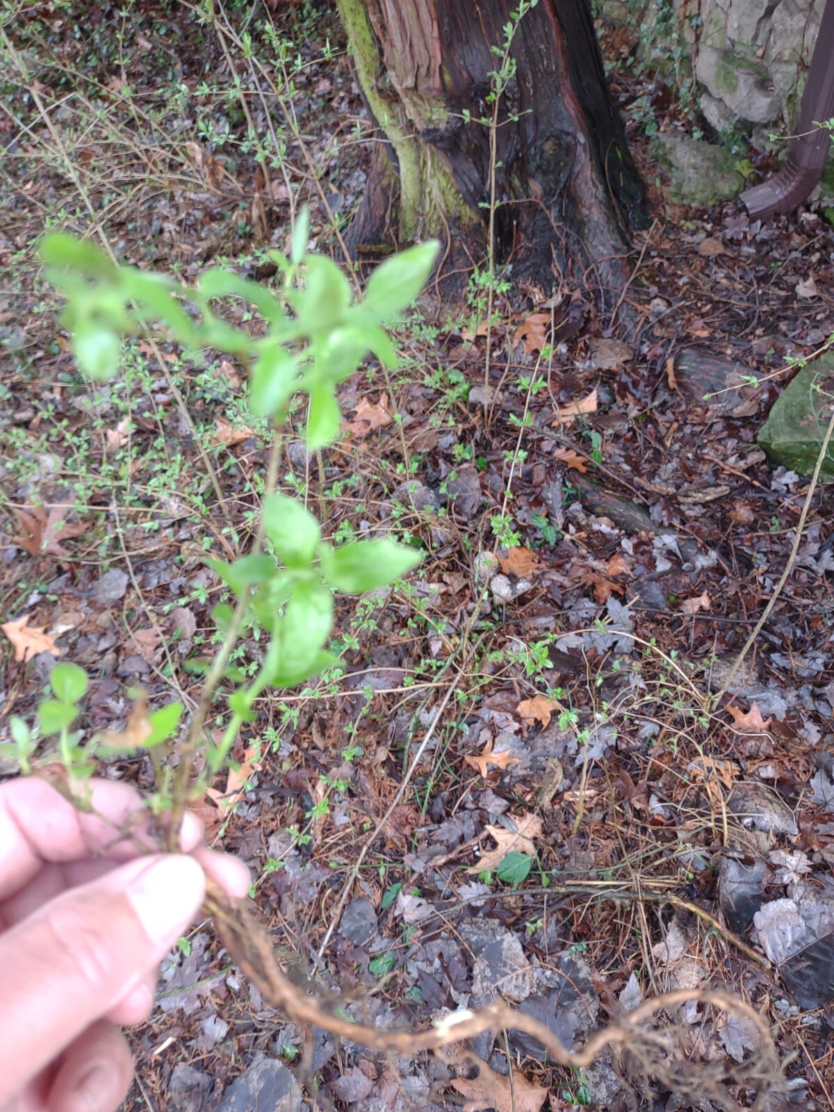 6 Small Rooted Starts: Lonicera maackii Amur Honeysuckle Bush Shrub