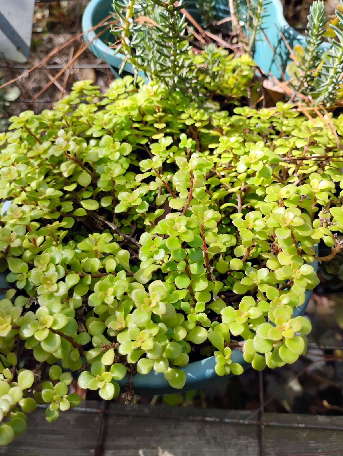 Wholesale Lot 20 ($30+ Value Odgon Sedum.Very Easy Grower & Multiples Quickly!