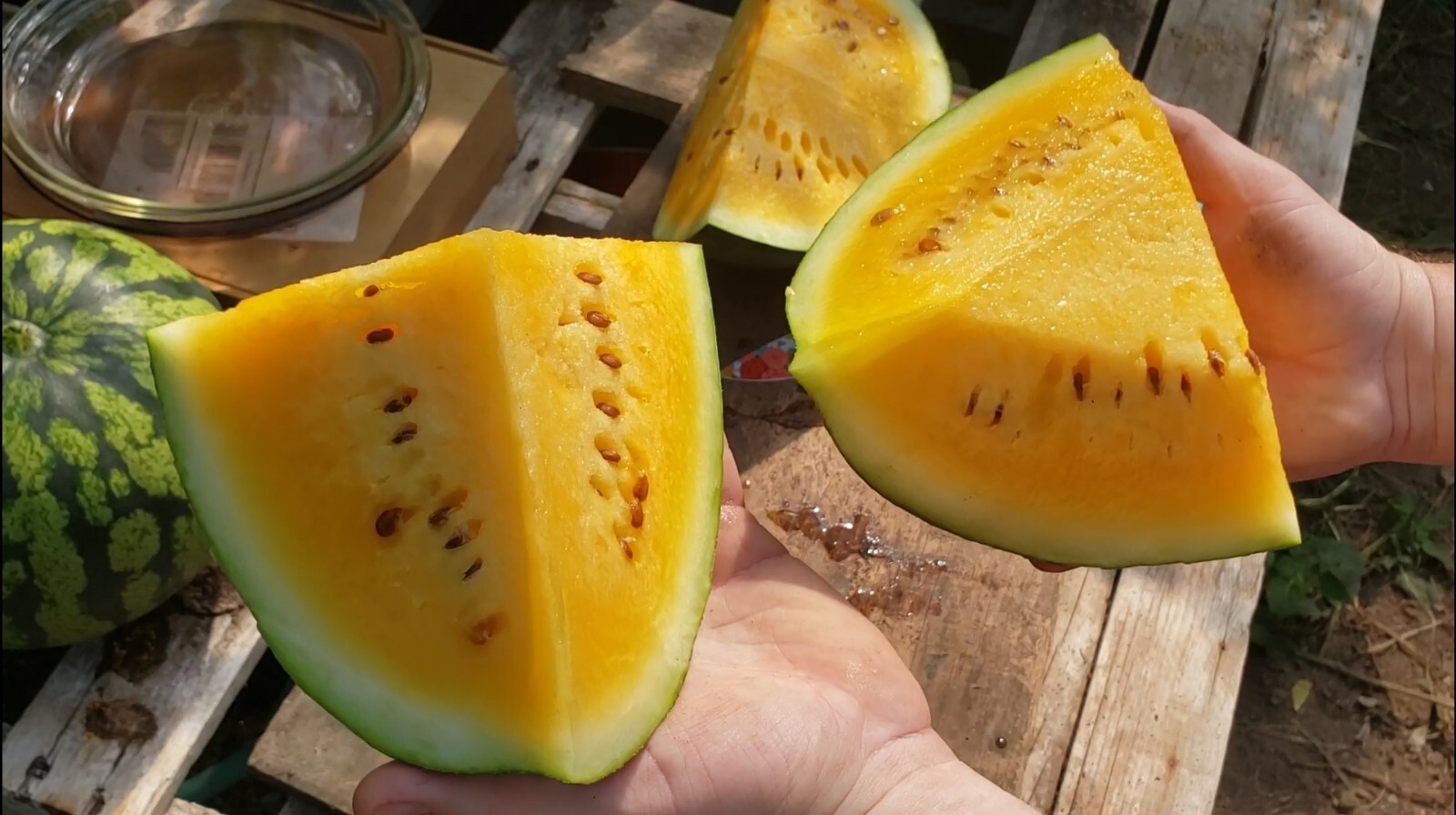 SweetGlo Orange Flesh Watermelon Seeds! Sweet Tropical Melon Flavors! -Tracking-
