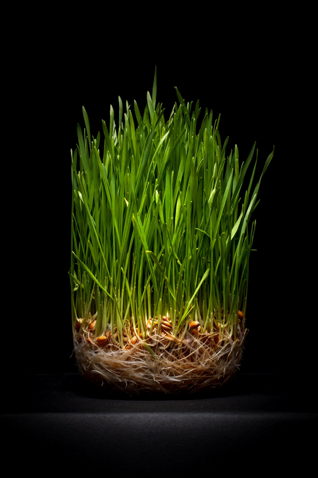 Cat Grass Seeds choose: | Rye Oat Barley Wheat Blend seeds | Free Shipping!