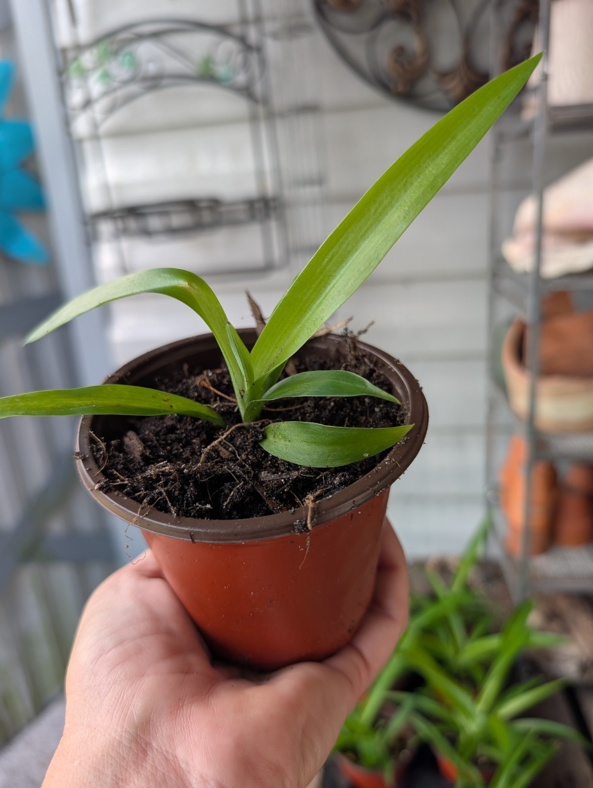 5 Rooted Shamrock Spider Plants Chlorophytum comosum Solid Green Live