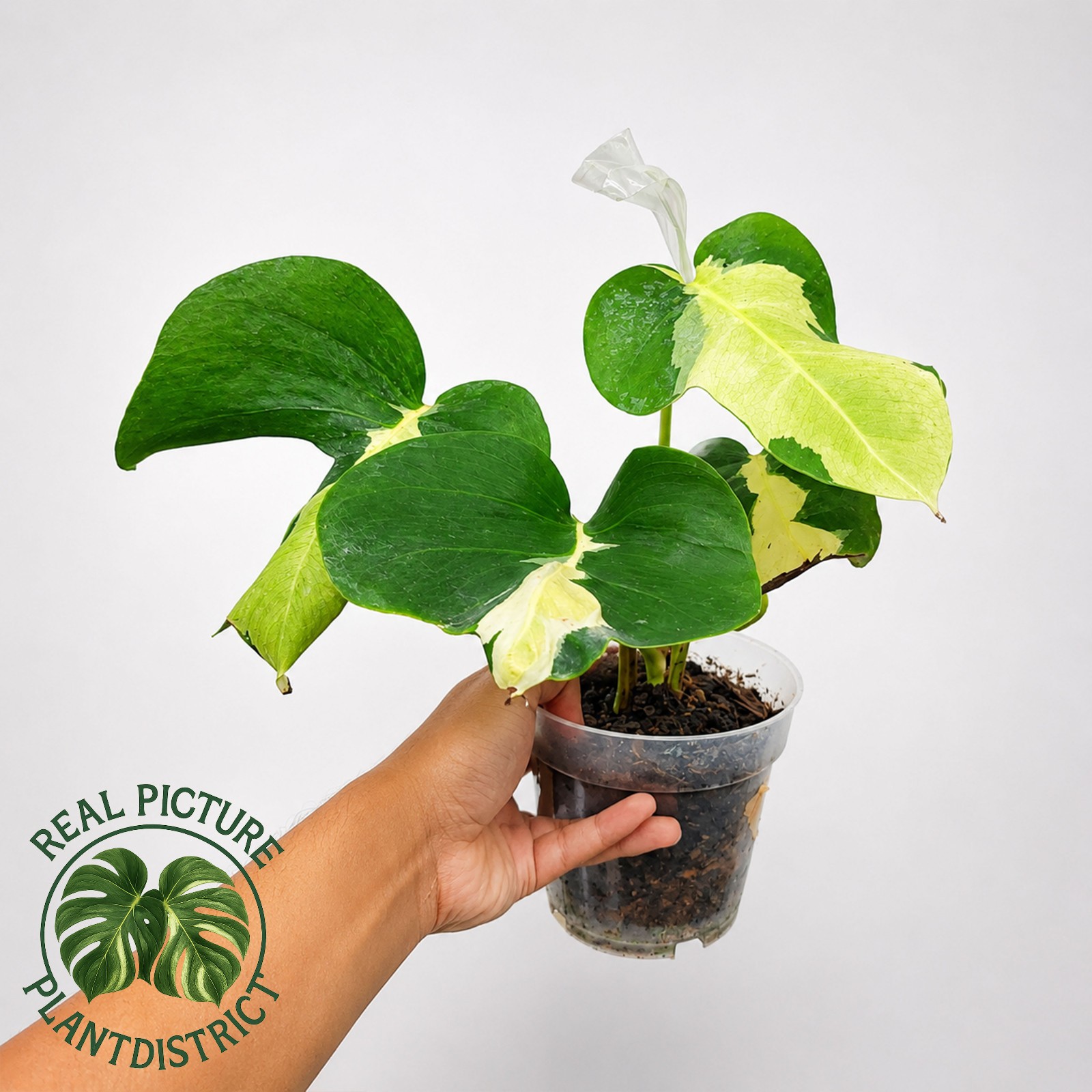 Monstera White Lava Variegated Large Size Free Phyto