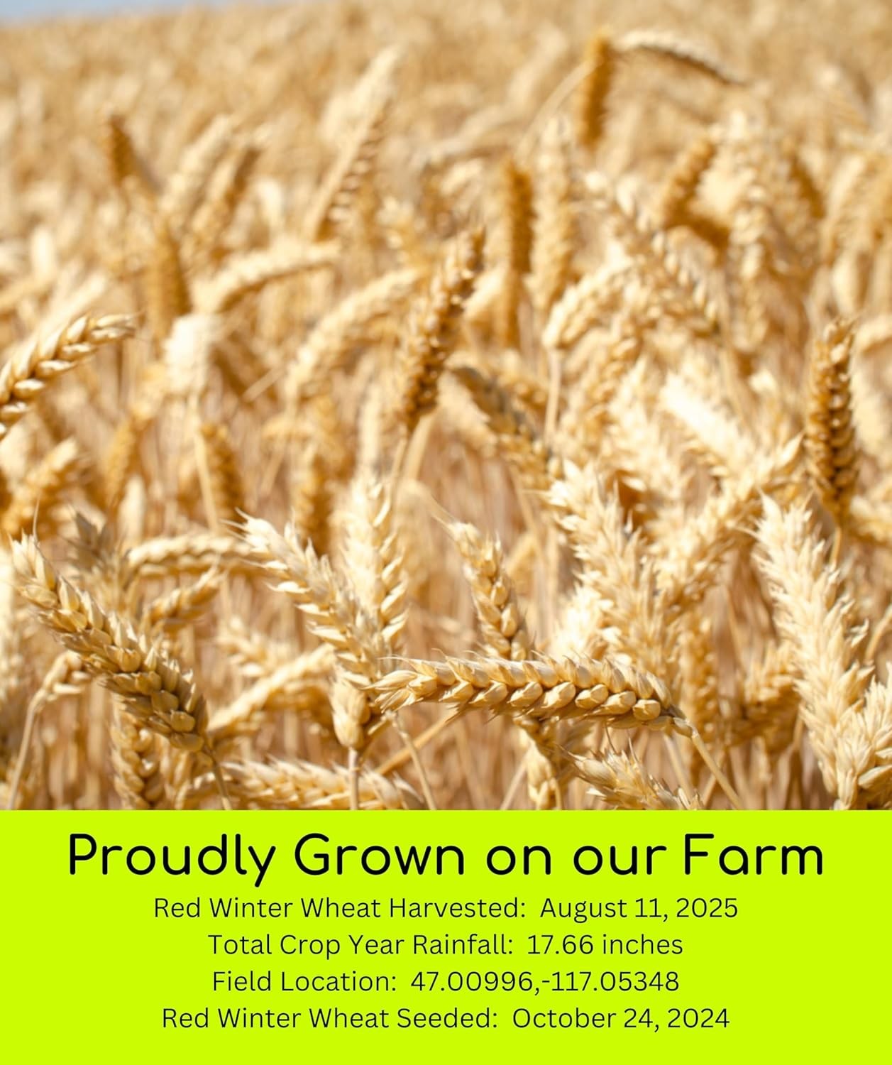 Hard Red Winter Wheat Berries Bulk Whole Grain Glyphosate Free 71 characters
