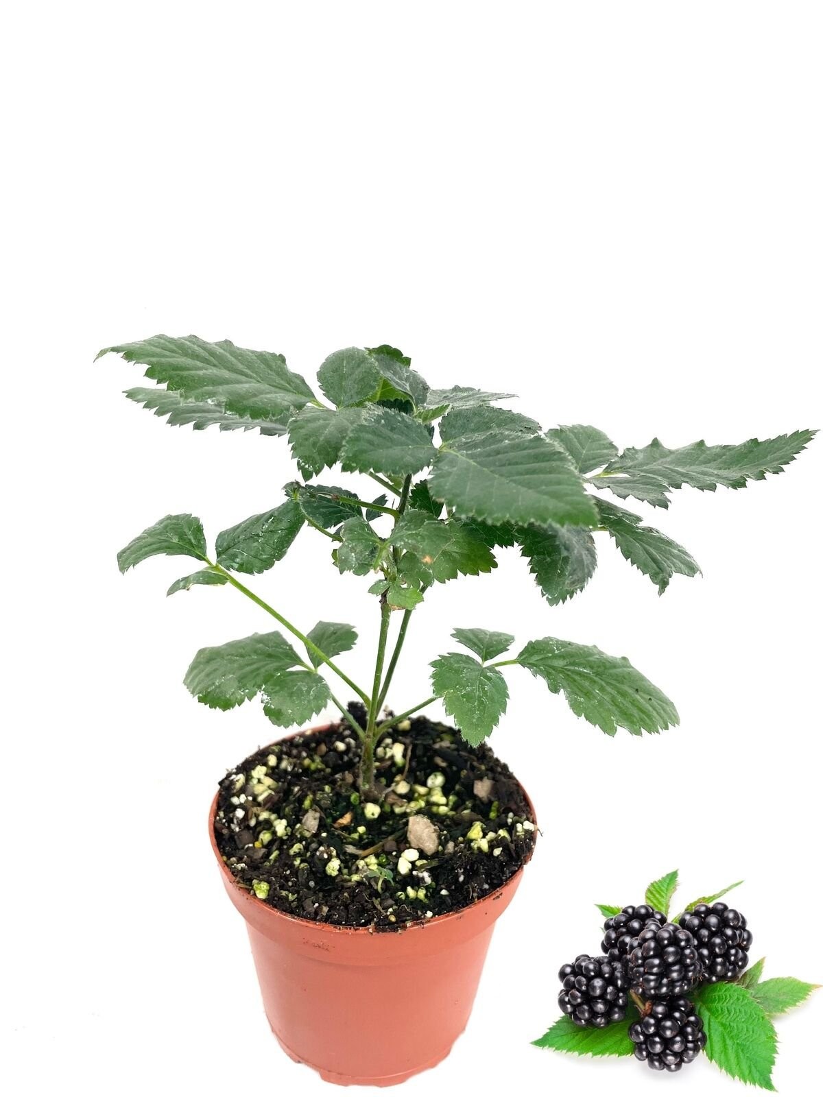 Blackberry Plant – Live Plants in 4 Inch Pots – Assorted Variety