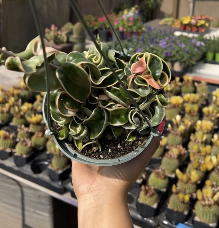 Variegated Hindu Rope, 6 inch, Hoya Compacta Carnosa, Very Rare Limited