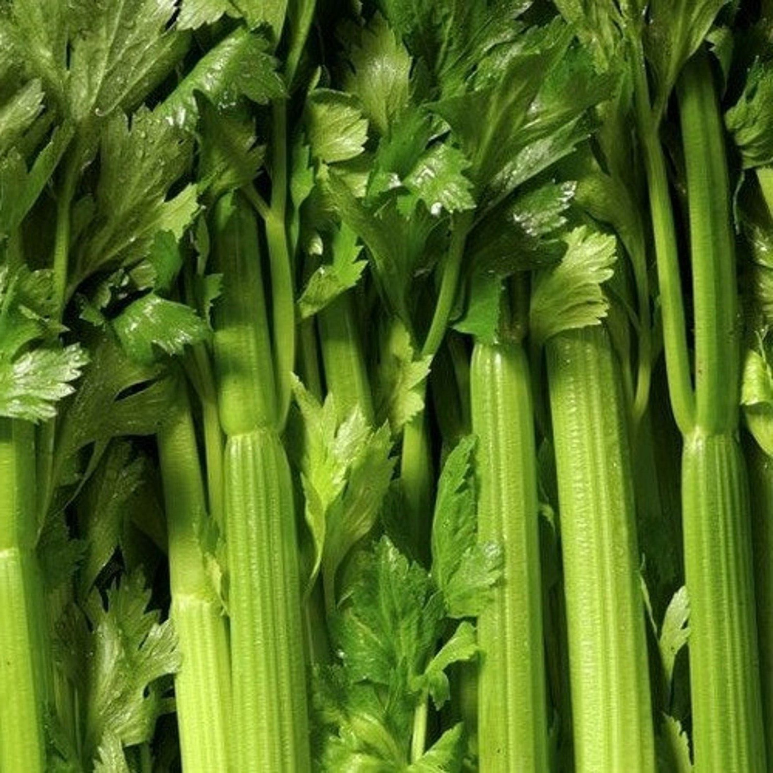 TENDERCRISP CELERY SEEDS 2000+ VEGETABLE garden NON-GMO Apium graveolens