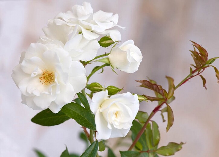 Miniature Rose Live Plants