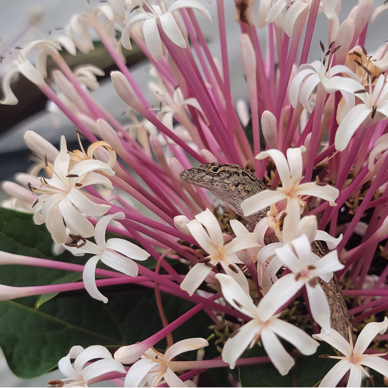 Starburst Shooting Star Clerondendrum Tropical Plant Shrub White Pink Flowers