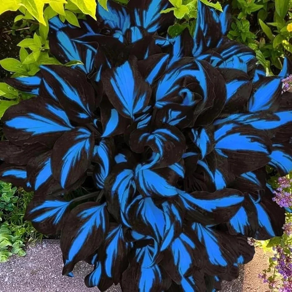 220+ Hosta Seeds Blue Perennial for Planting,Hosta Seeds Blue and Black….