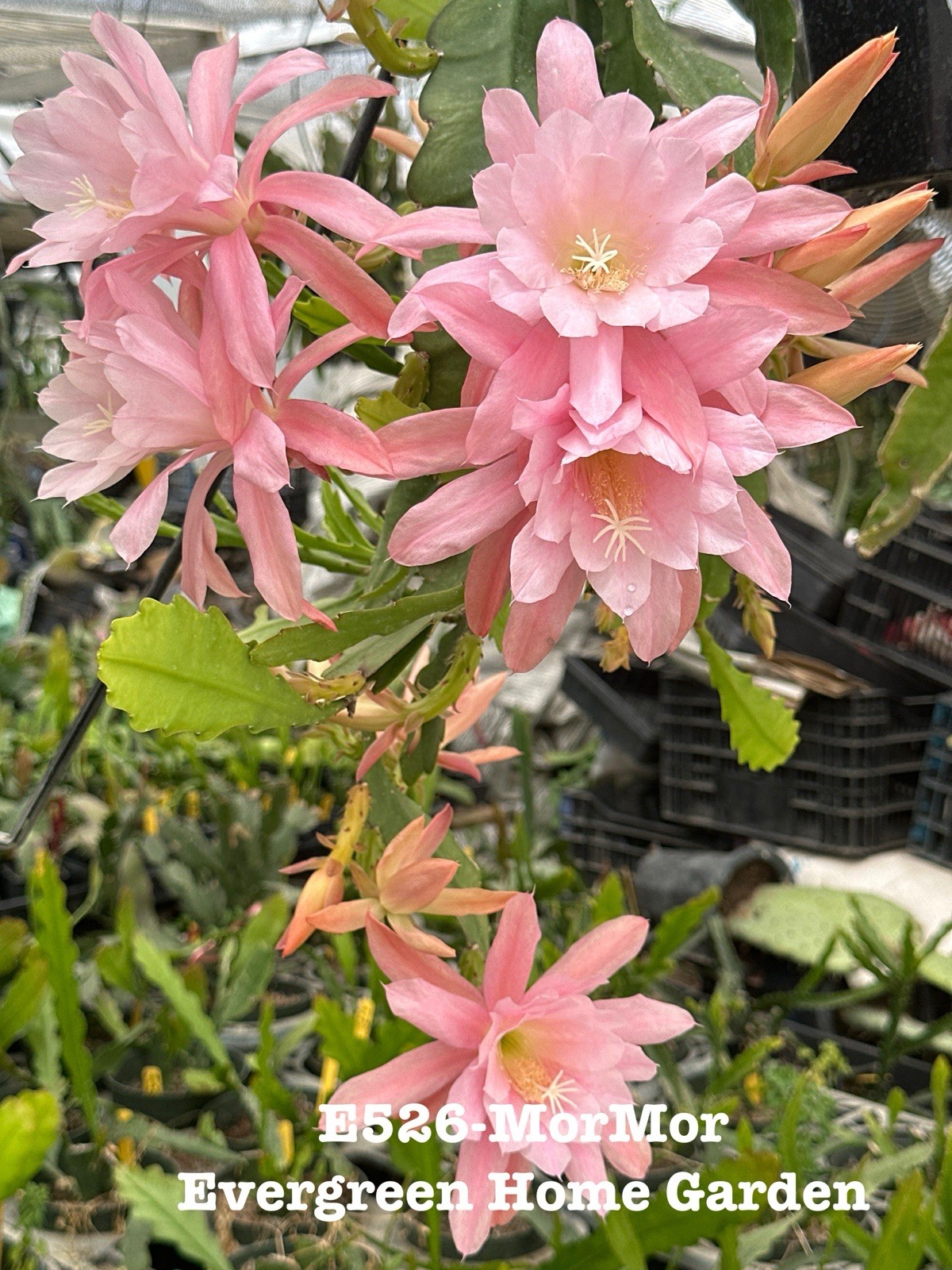 Rooted Epiphyllum Orchid Cactus “MorMor” Growing In 4” Starter Pot.