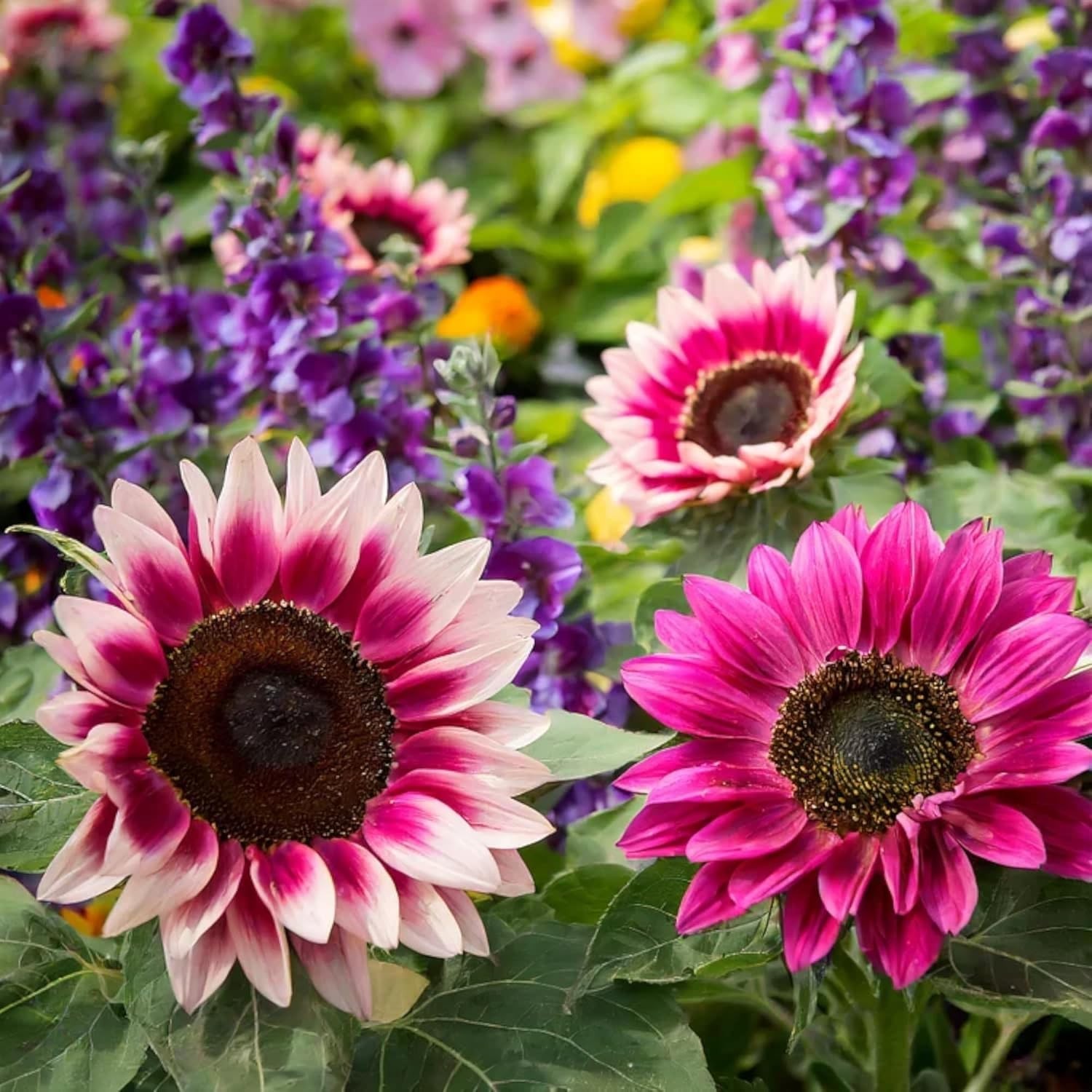 Rare Strawberry Pink Sunflowers (50 PCS) – Non-GMO, High Germination Rate Seeds