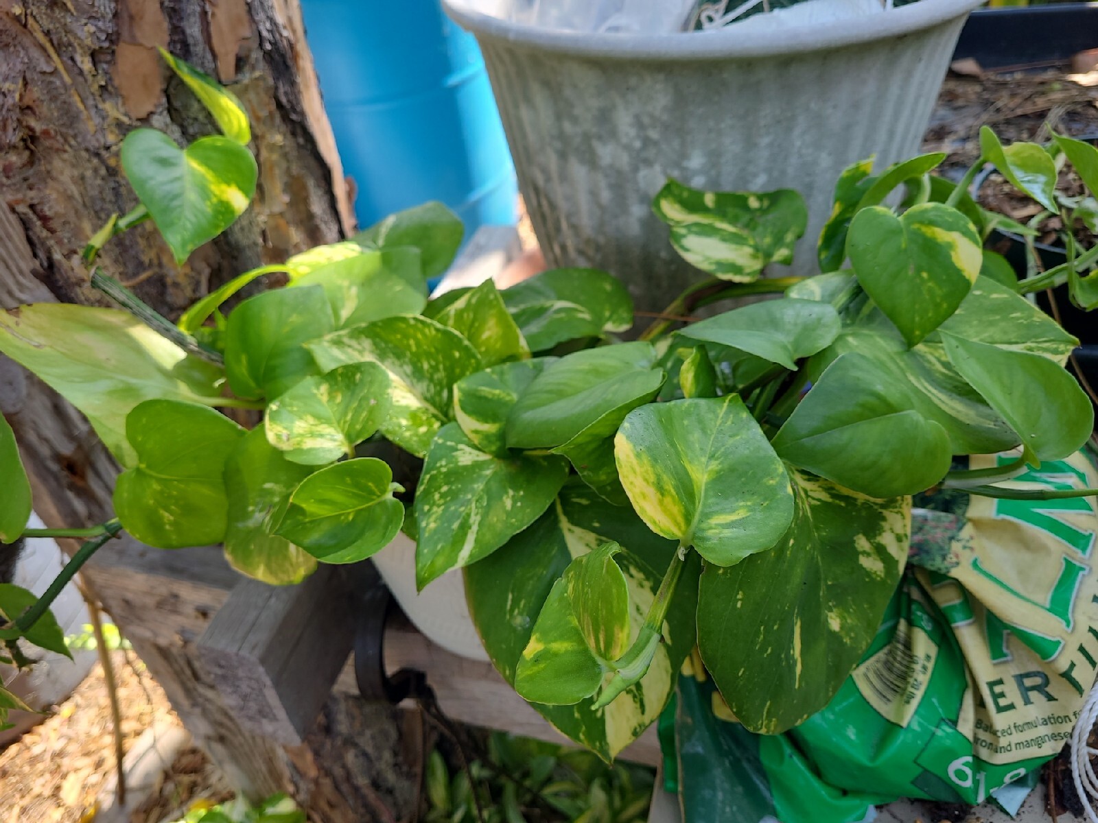 GIANT Variegated Golden Pothos Climbing hawaiian 3 node rooted cutting