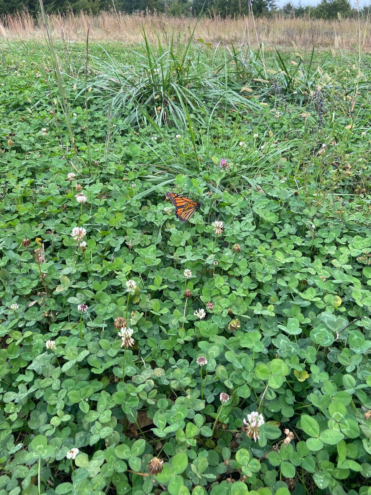 Perennial White Clover Food Plot Seed Mix for Deer/turkey – Plant Spring/Fall