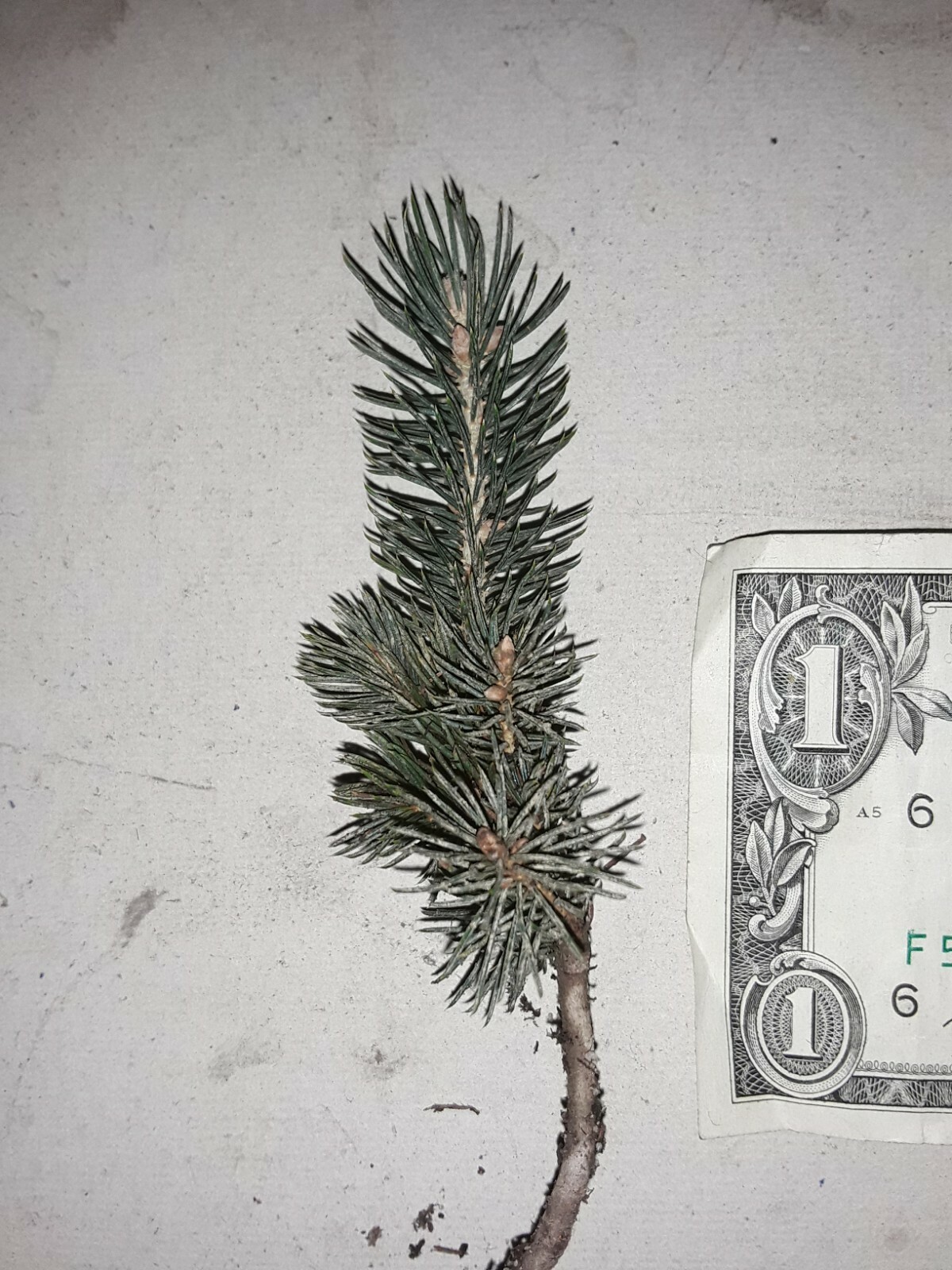 Lot of ~10~ Black Hills Spruce 5″-9″ TALL Tree Seedlings! Ships Fall 2022