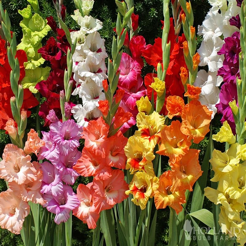 Grower Special Mix Gladiolus Flower Bulbs – 100 Bulbs Assorted Colors – Make Gre