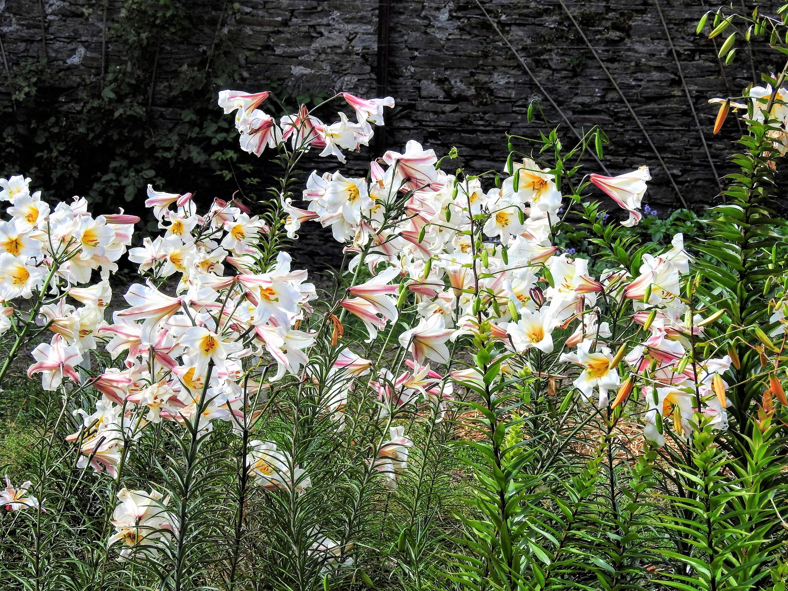 10 REGAL TRUMPET LILY Royal King’s Lilium Regale White Pink Yellow Flower Seeds