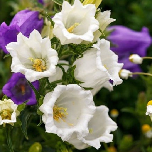 Canterbury Bells Seeds Campanula Rainbow Florist’s Dream Mixed Colors Flowers