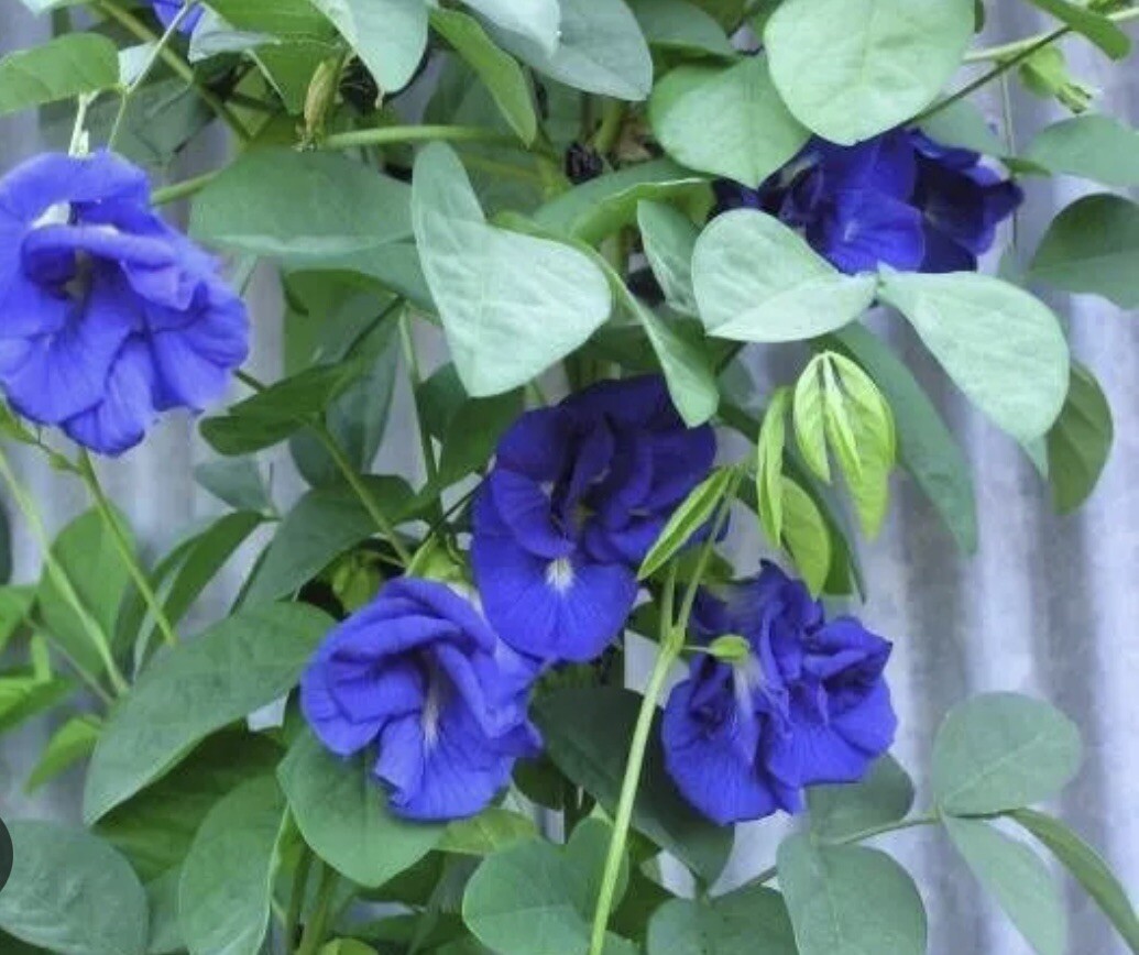 25+ Thai Double Blue Butterfly Pea Seeds, Clitoria ternatea, Genuine USA