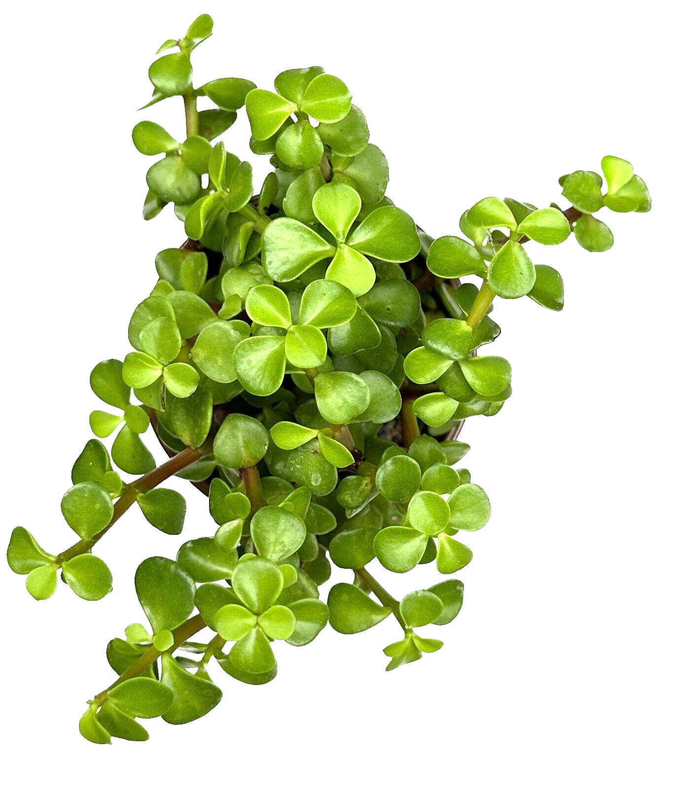 Spekboom Elephant Bush ‘Portulacaria Afra’ live Plant in 4 inch Pot w/ Soil